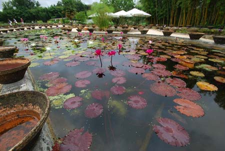 Water Lily Nursery